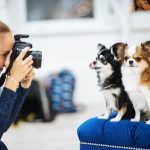 Photographing pets 