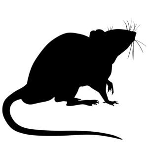 Frozen Rat Medium