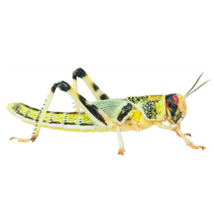 Live Locust Hoppers XL 35-50mm Tub