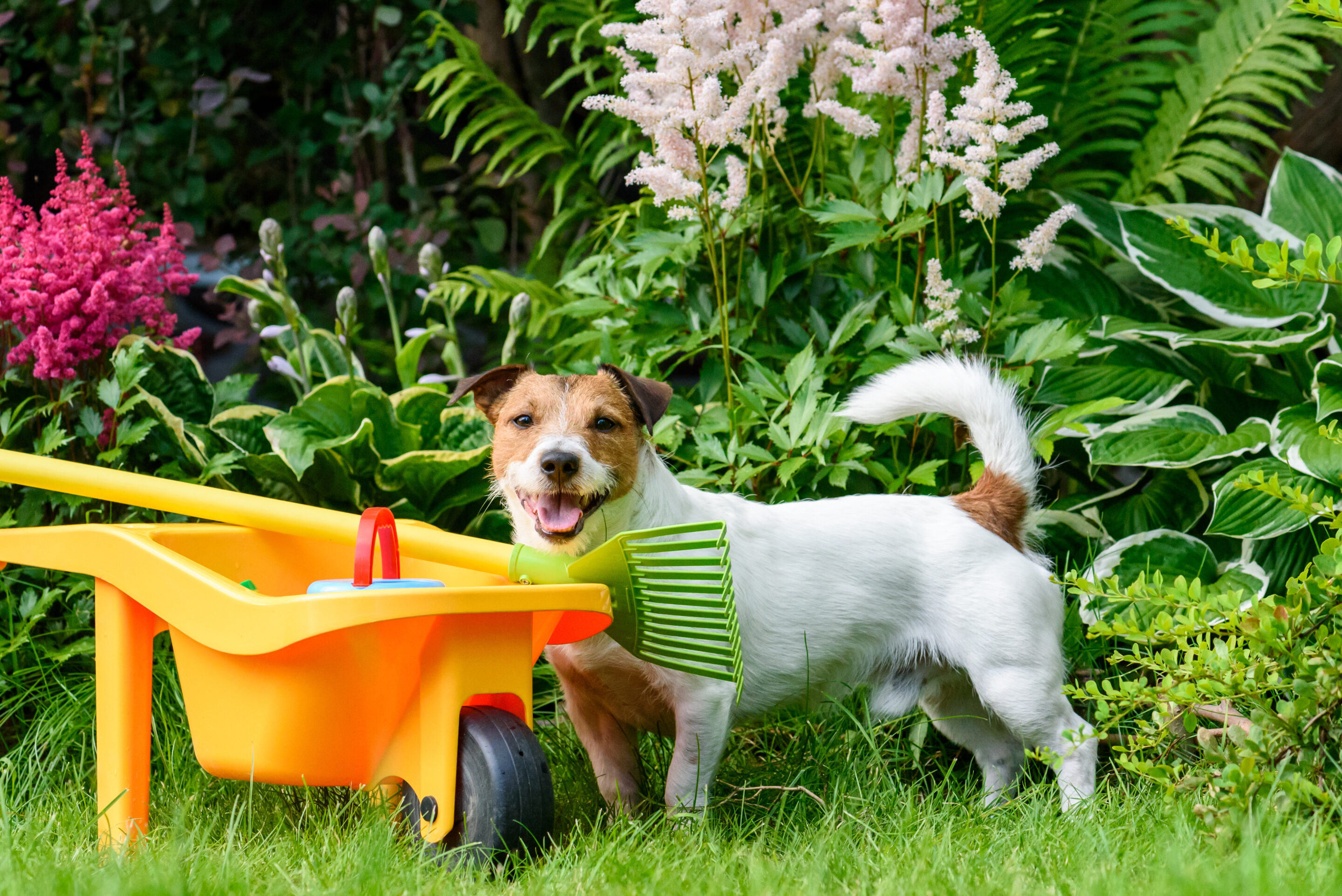 Spring Garden Hazards Pets Should Avoid in the UK: Keep Your Pets Safe Outdoors