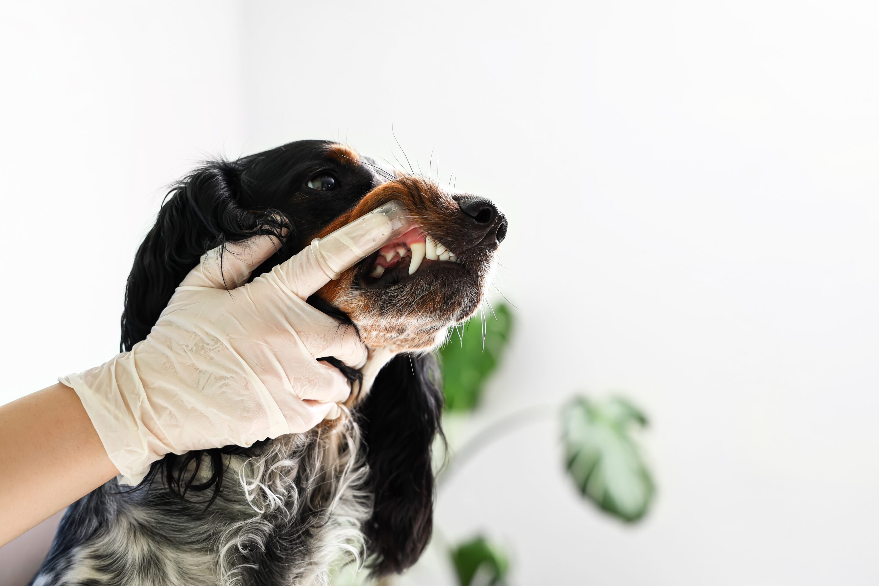 Healthy Teeth, Happy Pets: The Missing Piece of Grooming
